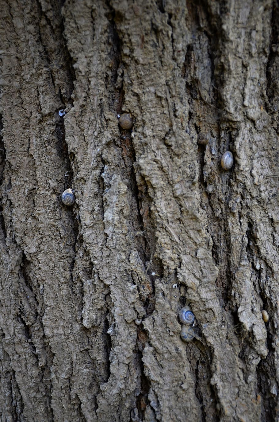 tree texture, nature texture, pattern, wood, design, plant HD wallpaper