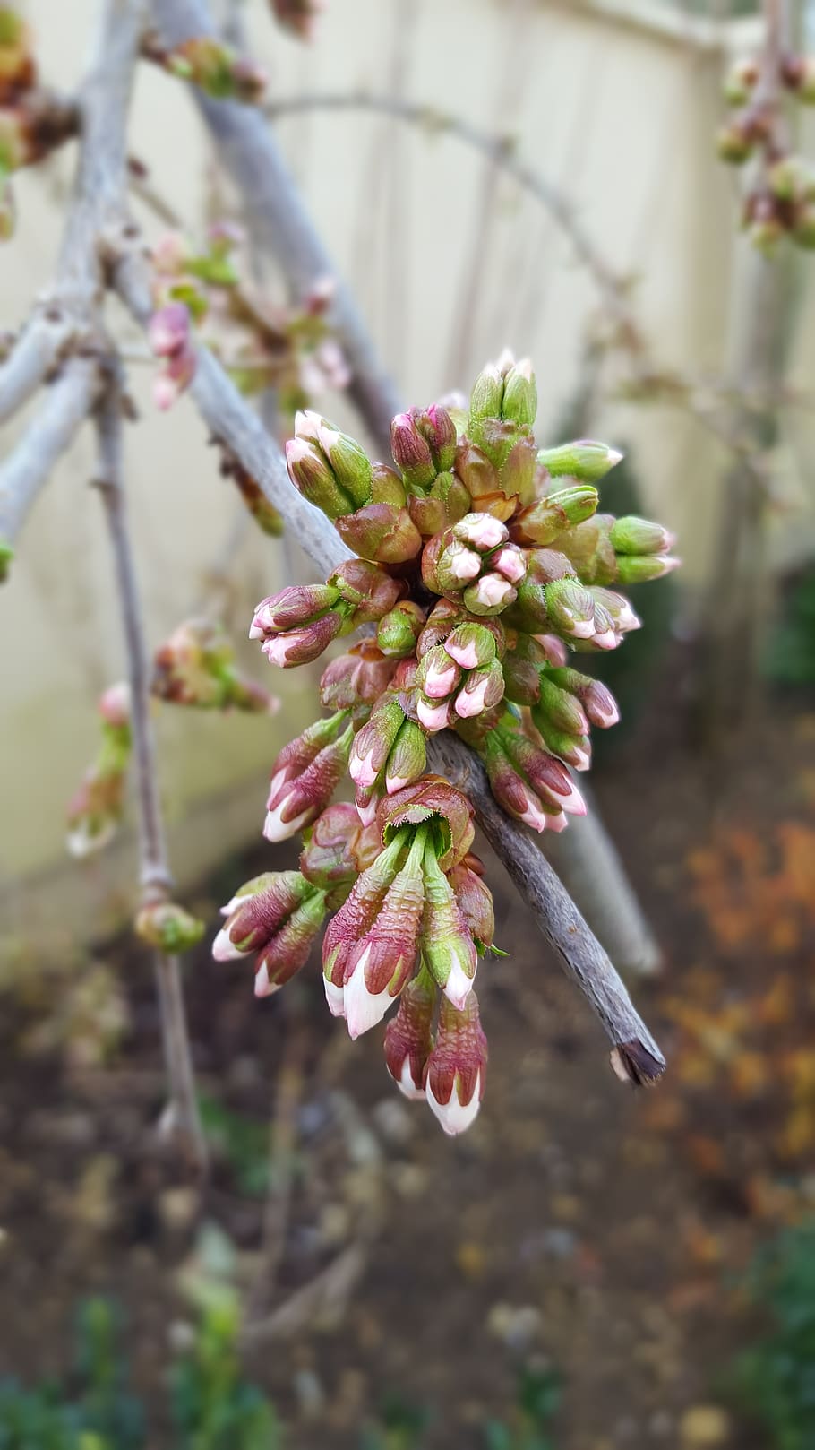 blossom, spring, easter, birth, bloom, flower, plant, nature HD wallpaper