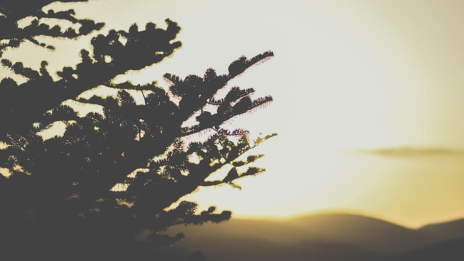 greece, thomeika, sun, sunset, forest, tree, nikon, sky, nature HD wallpaper