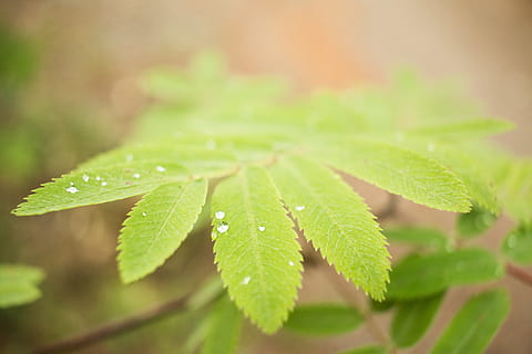 nature, drop, leaf, leaflet, green, macro, close-up, autumn HD wallpaper