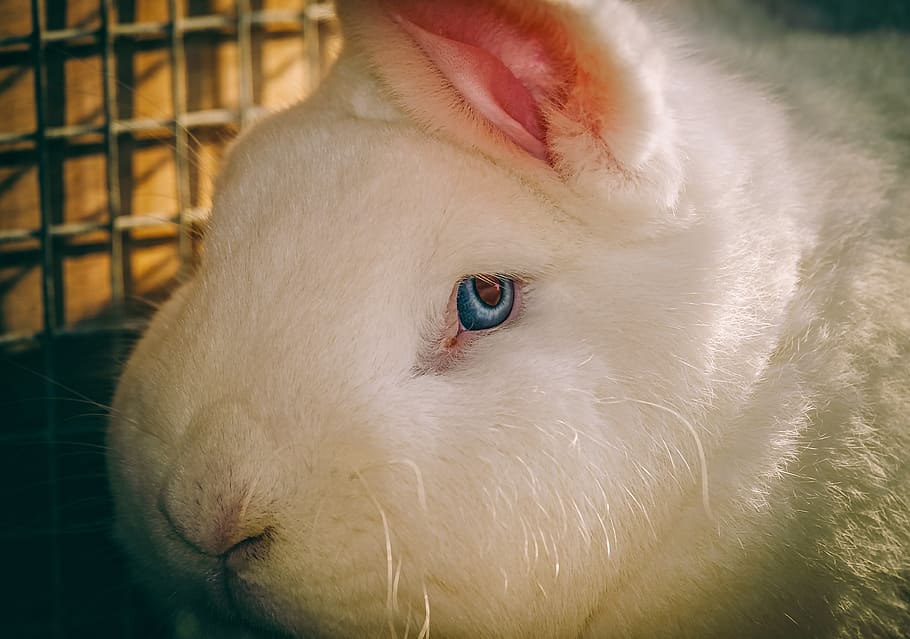 rabbit, hare, animal, close up, fur, white, eye, view, pet HD wallpaper