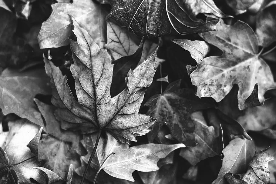 autumn, leaves, nature, fall foliage, leaf, maple, mood, maple leaf, HD wallpaper