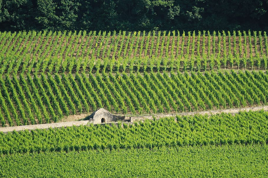 france, beaune, plant, growth, landscape, agriculture, green color HD wallpaper