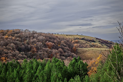 fruška gora, hill, trees, plant, beauty in nature, tranquil scene HD wallpaper