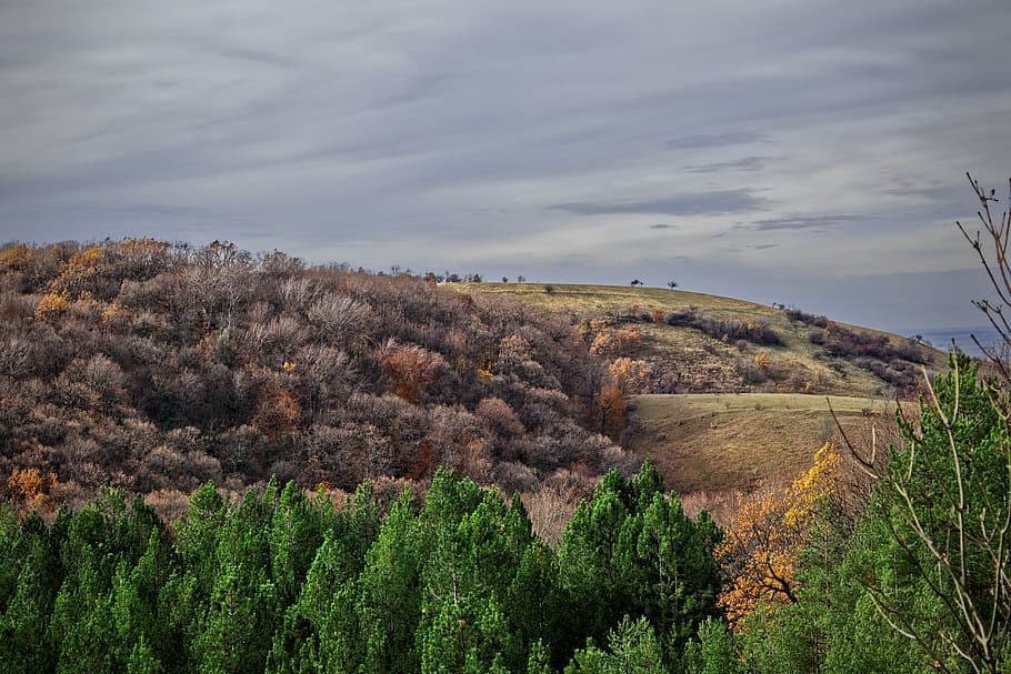fruška gora, hill, trees, plant, beauty in nature, tranquil scene HD wallpaper
