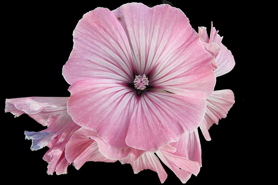 Pink Floral Flower, bloom, blossom, bright, close-up, HD wallpaper HD wallpaper
