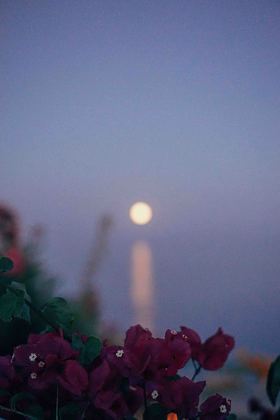 nerja, spain, moon, moon rise, bokeh, flowers, mediterranean sea HD wallpaper