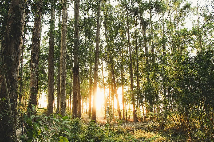 Photo of Trees During Daytime, 4k wallpaper, dawn, daylight, environment HD wallpaper