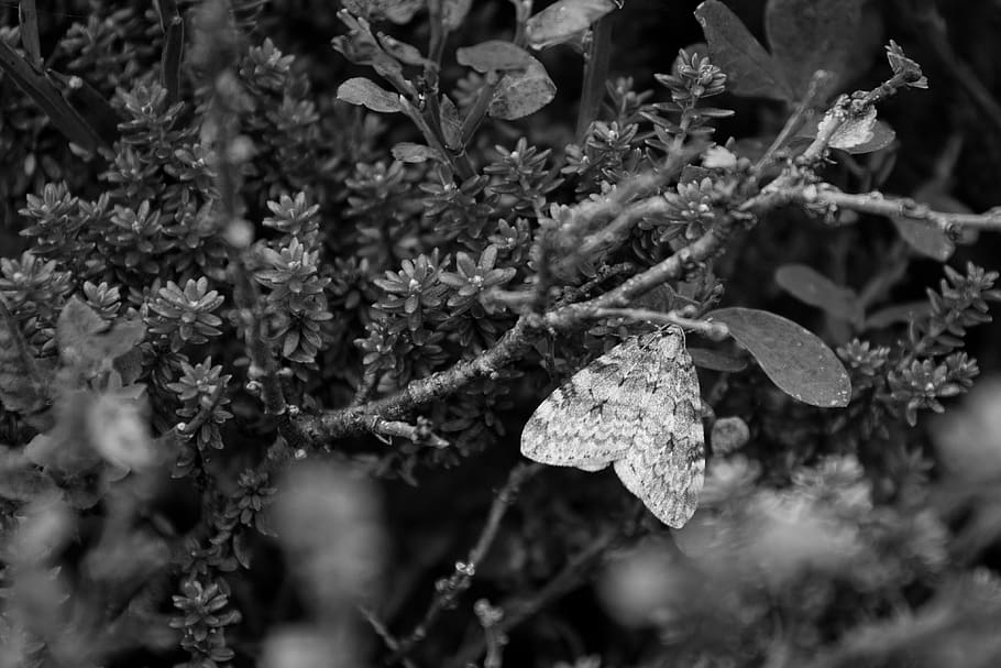 moth, insect, detail, macro, black and white, nature, still HD wallpaper