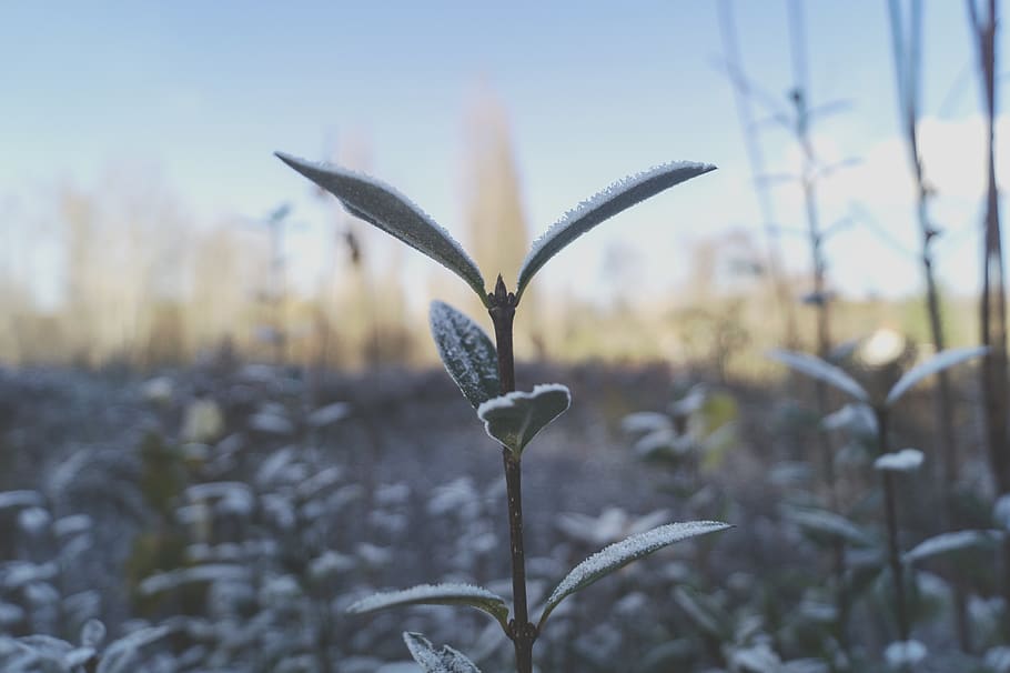 frost, plant, sky, cold, field, growth, focus on foreground HD wallpaper