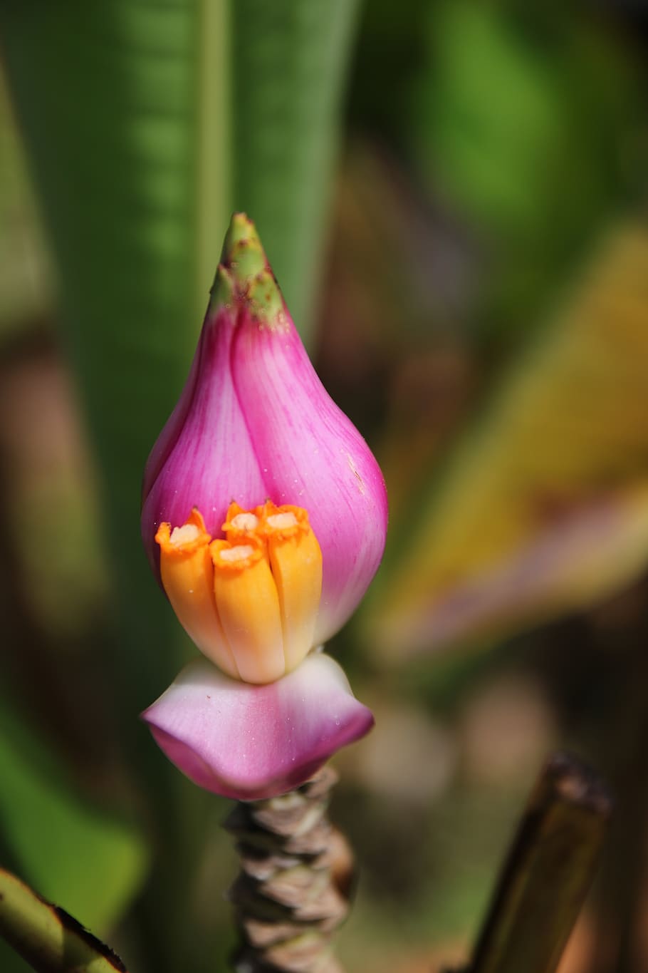 flower, purple, yellow, leafs, blossom, bloom, summer, spring HD wallpaper
