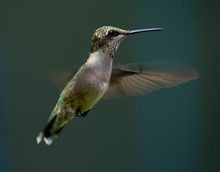 hummingbird, flying, flight, nature, wings, beak, animal, feather HD wallpaper