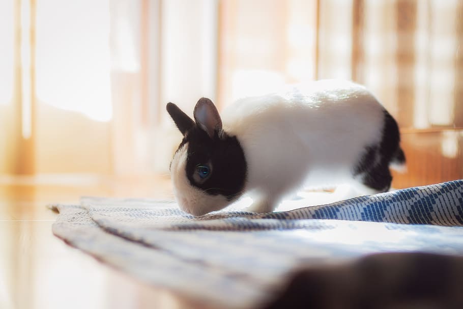 rabbit, toy, small, pet, house, domestic, pets, domestic animals HD wallpaper