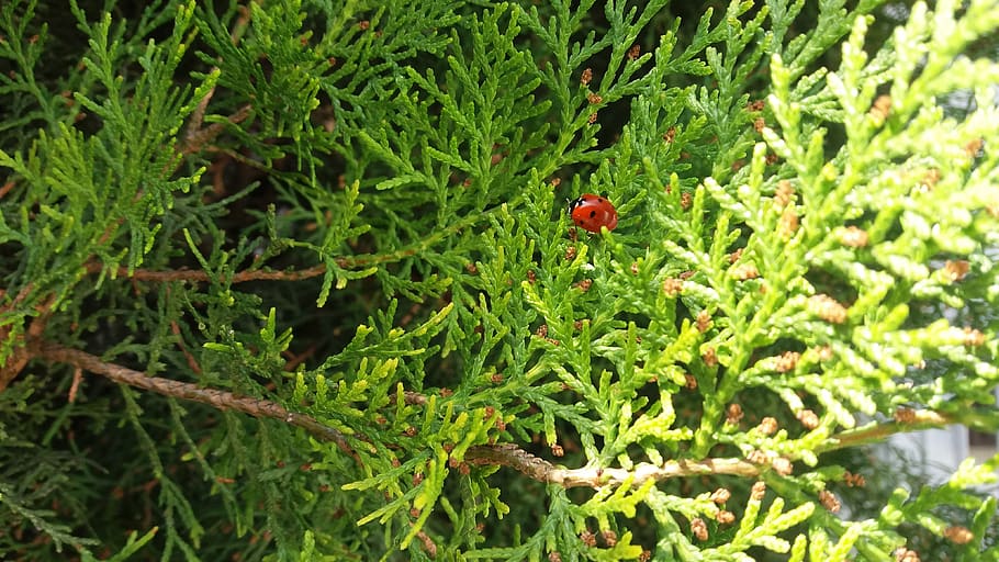 serbia, belgrade, trees, ladybug, green color, growth, animals in the wild