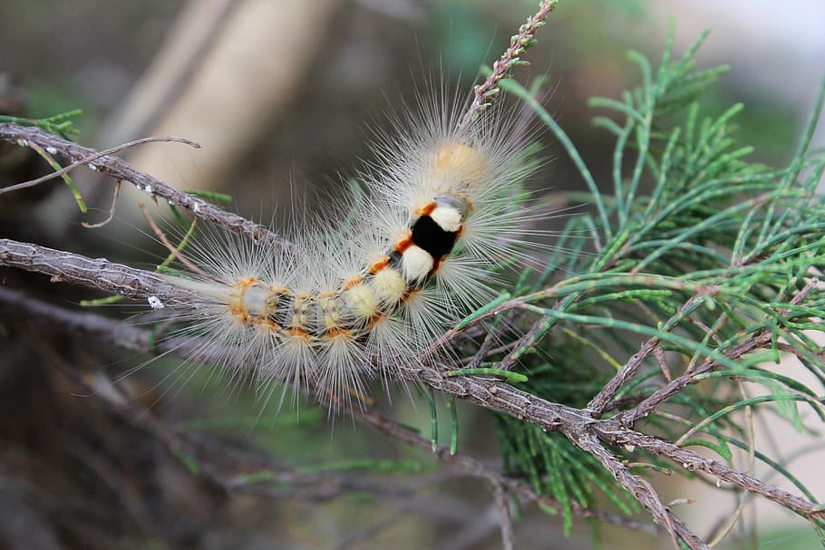 HD wallpaper: caterpillar, close up, hairy, one animal, animal themes ...