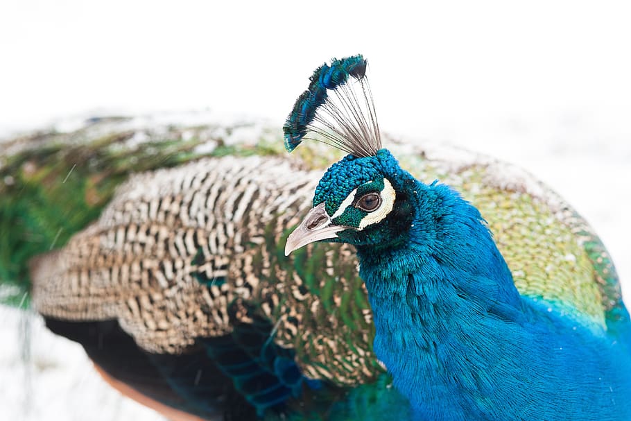 peacock, bird, feather, color, animal themes, vertebrate, animal wildlife, HD wallpaper