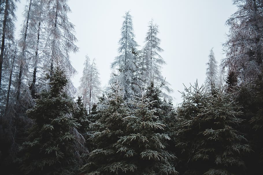 landscape photo of forest during daytime, tree, plant, tranquility HD wallpaper