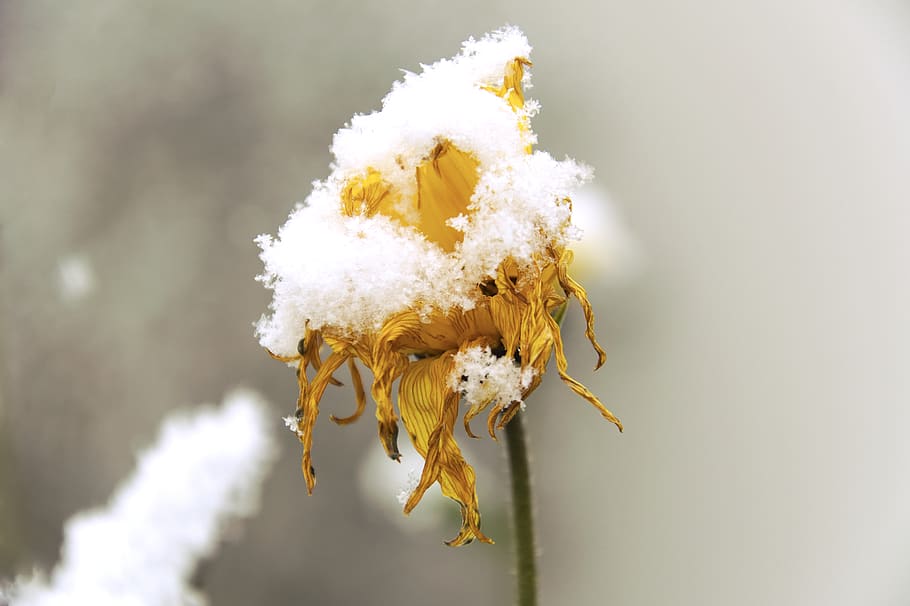 snow, winter, flower, dead, withered, wilted, ice, cold, yellow HD wallpaper