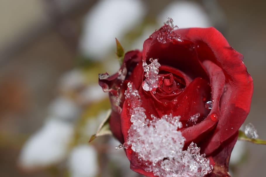 rose, flower, red, rose bloom, flowering plant, close-up, beauty in nature HD wallpaper