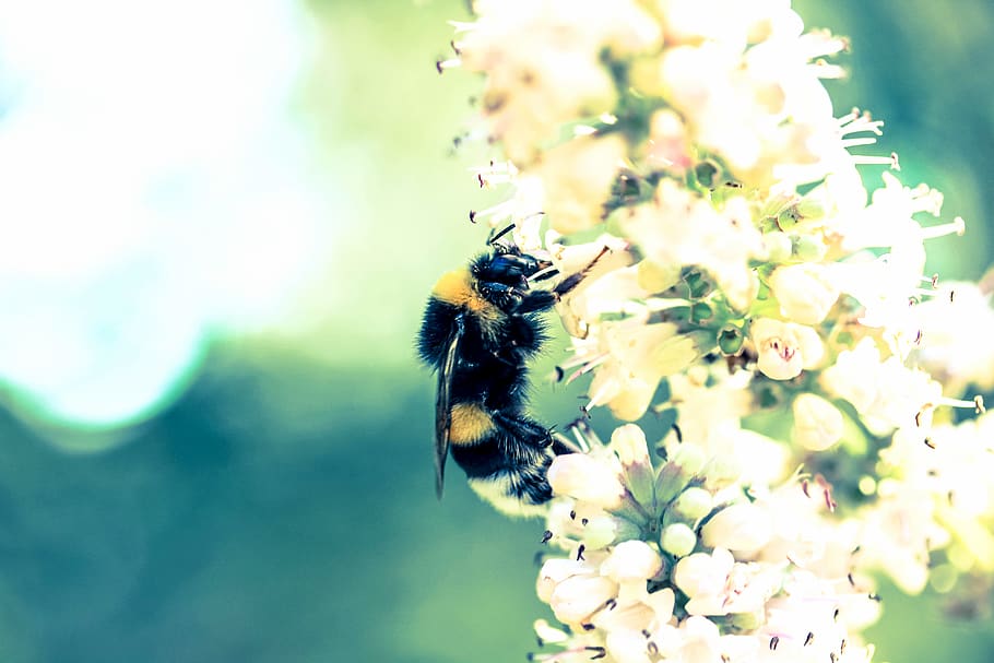 greece, bee, bug, forest, summer, honey, flowering plant, one animal HD wallpaper