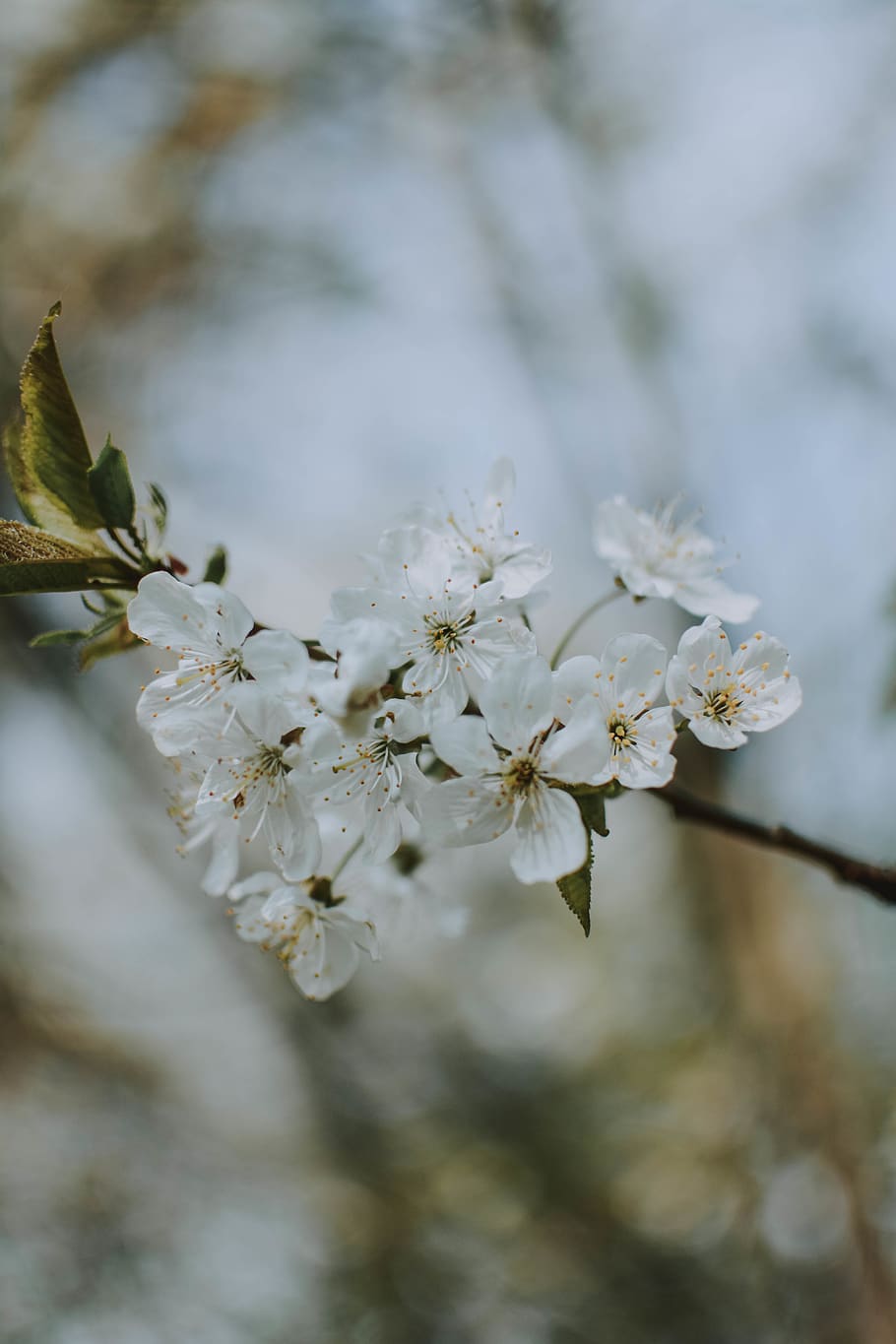 white-leafed tree, plant, flower, flowering plant, fragility HD wallpaper