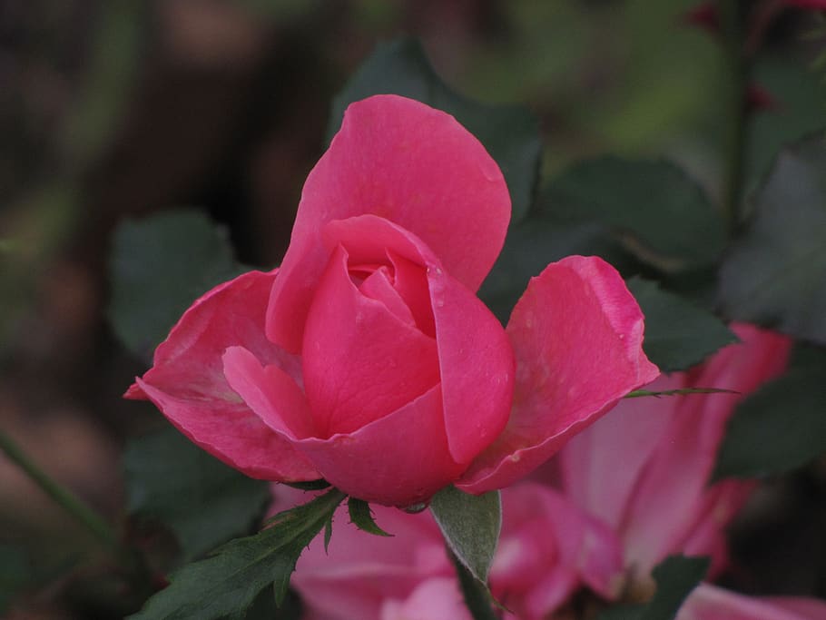 rose, blossom, bloom, flower, nature, romantic, pink, plant HD wallpaper