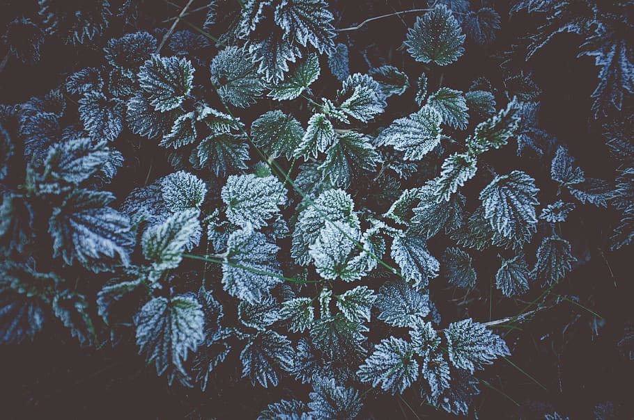 frost, winter, cold, cristal, crystal, water, morning, ice HD wallpaper