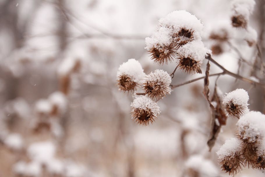 Selective Focus Photography of Plant, close-up, macro, snow, snowcapped HD wallpaper