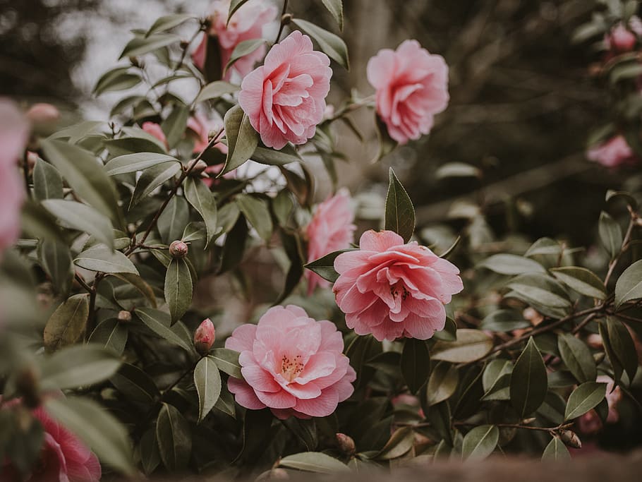 pink petaled flower, plant, blossom, geranium, peony, rose, acanthaceae HD wallpaper