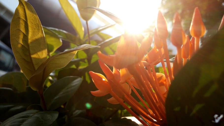 tree, branch, light, plant, sunlight, leaf, flower, petal, yellow HD wallpaper
