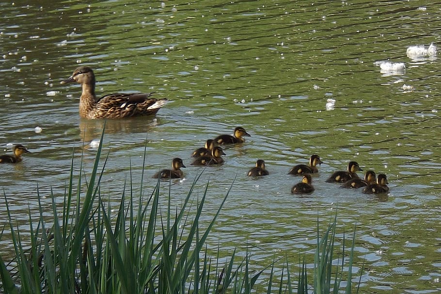 duck, bird, waterfowl, group of animals, animals in the wild HD wallpaper