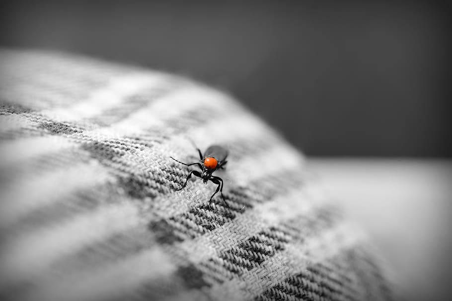 insect, bug, beetle, fabric, cloth, sleeve, arm, textile, close-up HD wallpaper