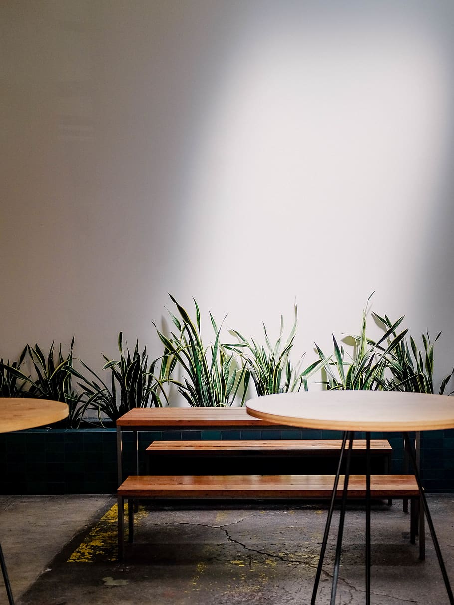 sunlight, cafe, tables, plants, workspace, seat, potted plant HD wallpaper