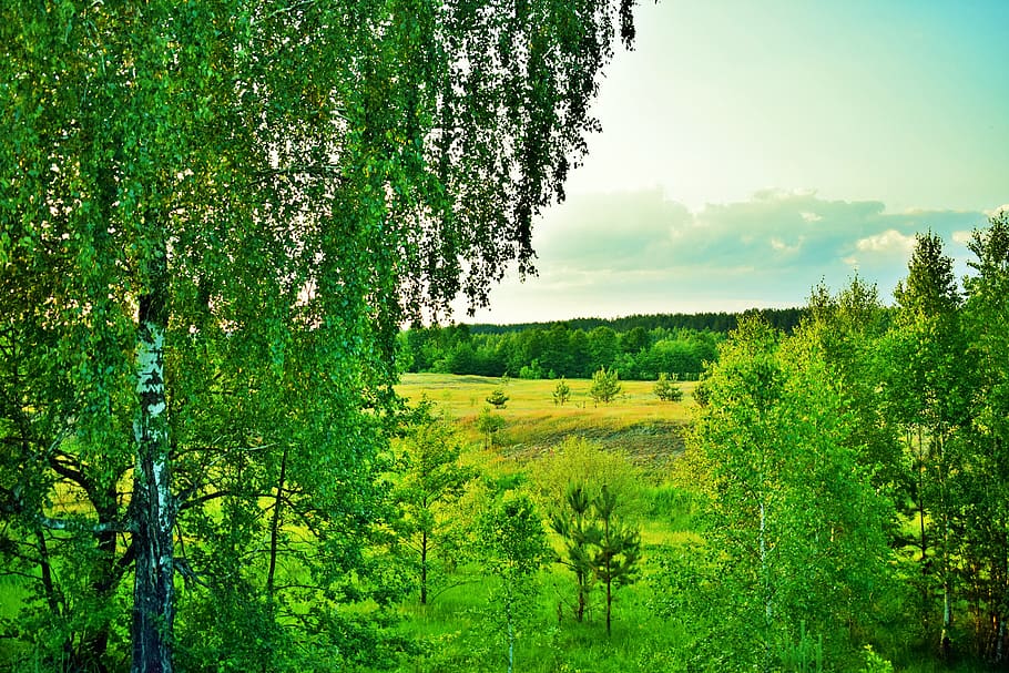 briansk, birch, forest, nature, plant, tree, growth, green color HD wallpaper