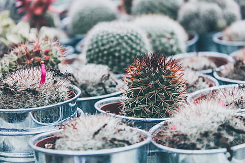 assorted cactus on gray steel buckets, plant, food, dessert, cream HD wallpaper