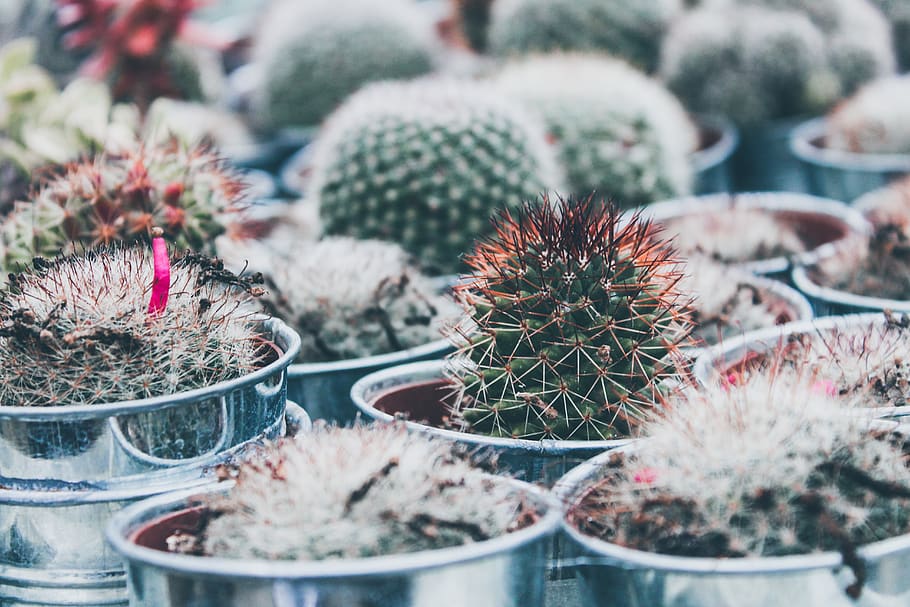 assorted cactus on gray steel buckets, plant, food, dessert, cream HD wallpaper