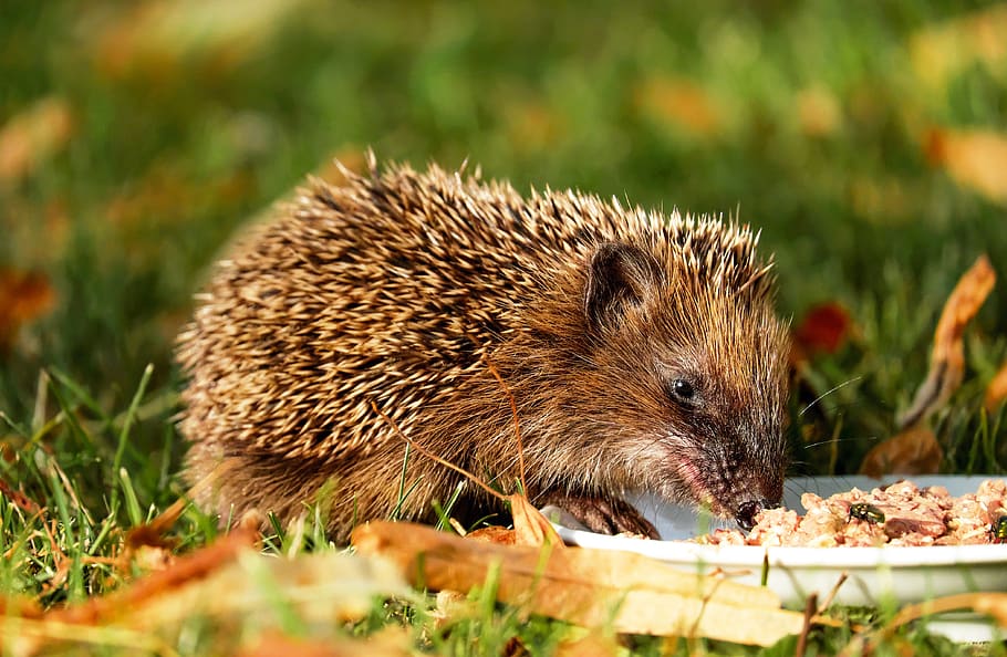 Brown Hedgehog Eating on Green Grass, animal, cute, rodent, animal wildlife HD wallpaper