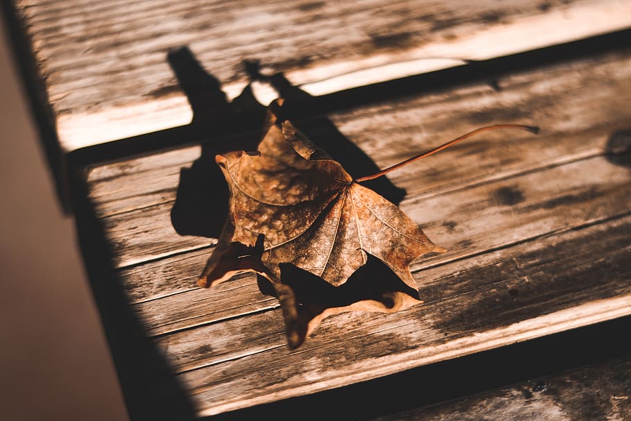 Dried Maple Leaf on Brown Surface, close-up, dry leaf, shadow HD wallpaper