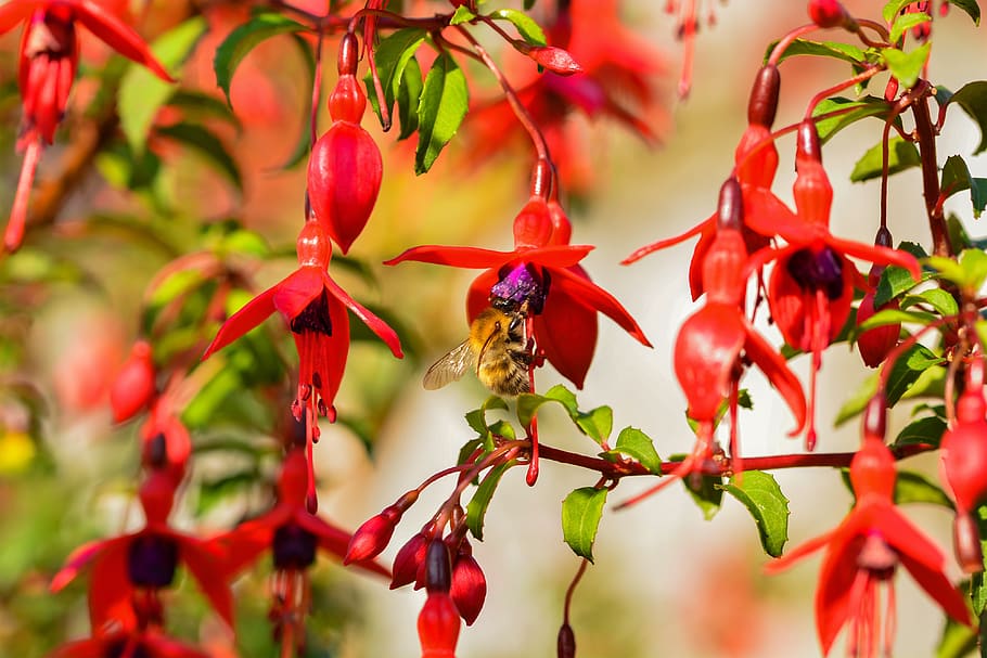 fuschia, flower, bee, garden, insect, red, plant, growth, bird, HD wallpaper
