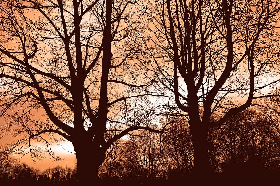 tree, branch, bare tree, bare branch, silhouette, winter tree HD wallpaper
