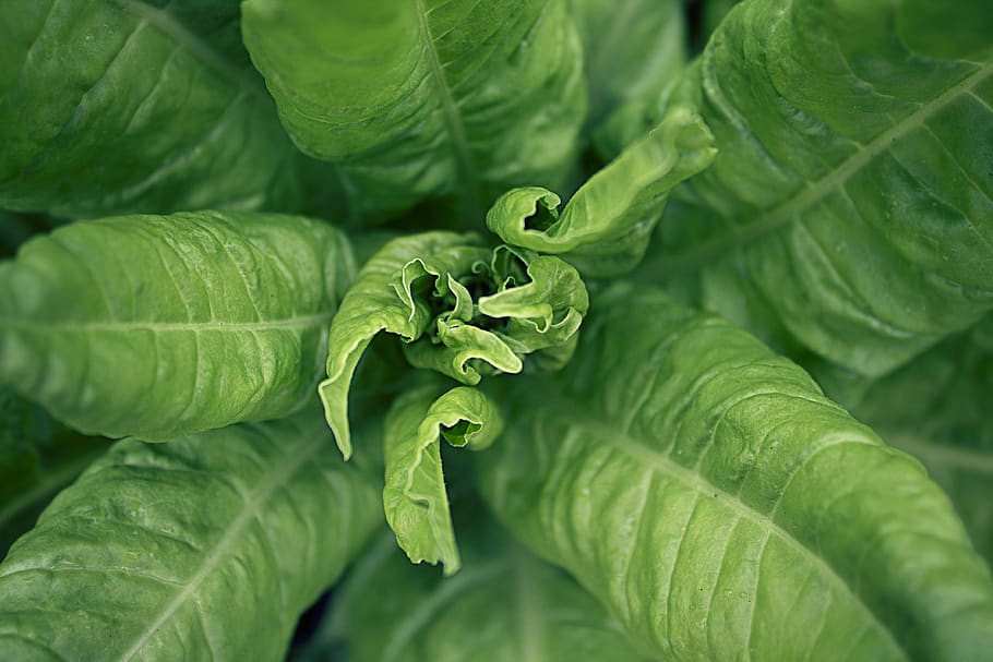 chard, salad, vegetables, green, healthy, natural, vegetarian HD wallpaper