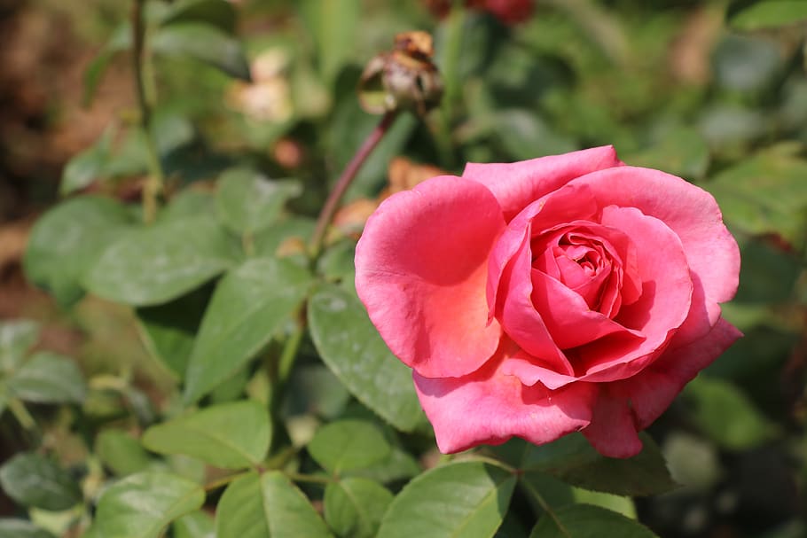 rose, flower, white, summer, plant, love, beauty, macro, pink HD wallpaper