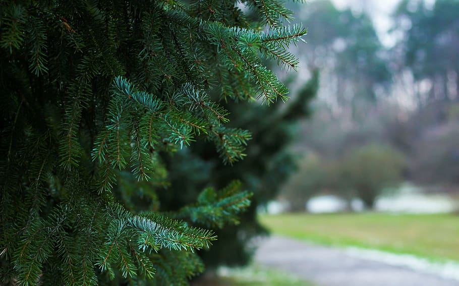 fir tree, pine needles, green, winter, cold, season, botany HD wallpaper