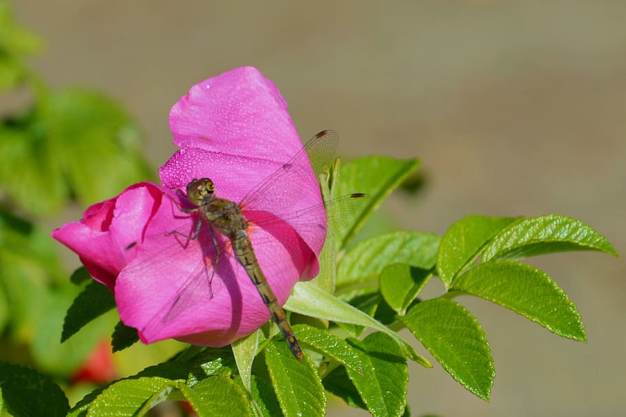 flower, blossom, bloom, insect, flight insect, dragonfly, garden HD wallpaper