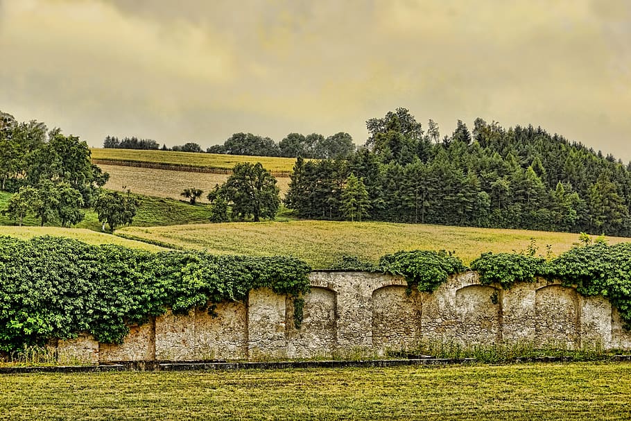 nature, wall, stone, old, ivy, background, building, architecture HD wallpaper