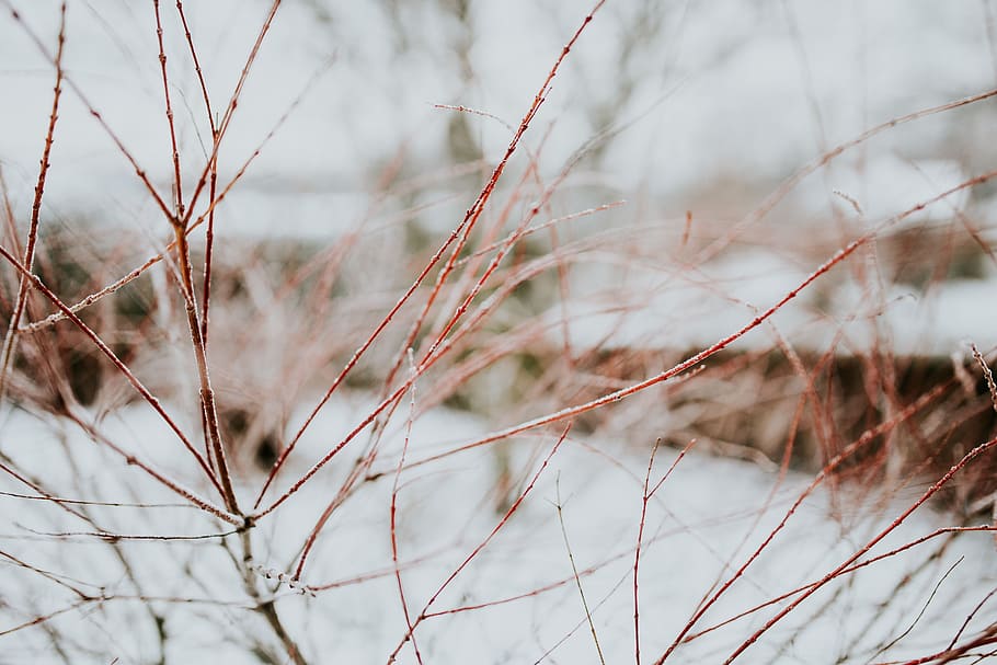 Close-ups of snowy trees, closeup, leaves, pine, twig, branch HD wallpaper