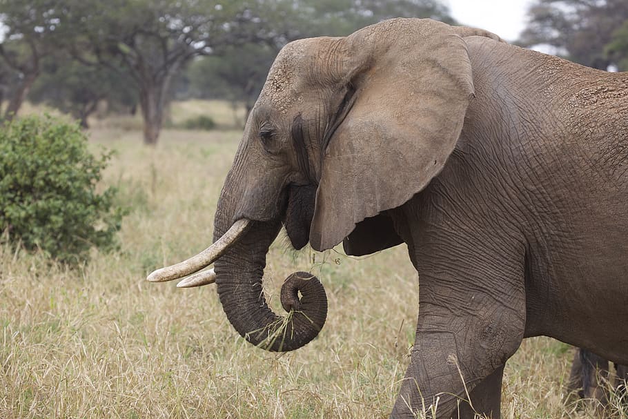 standing elephant on grass during daytime, animal, mammal, wildlife HD wallpaper