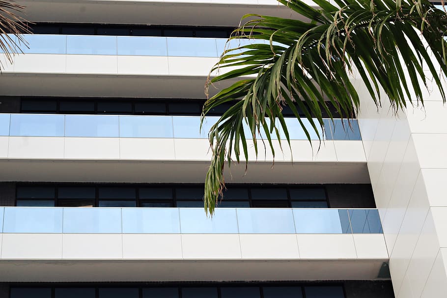 home decor, tree, window, palm tree, plant, arecaceae, building HD wallpaper
