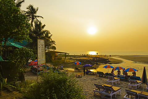 india, goa, summer, sky, water, tree, beach, plant, palm tree HD wallpaper