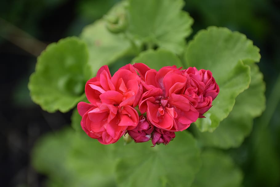 geranium, red, green, background, leaves, flower, colorful HD wallpaper